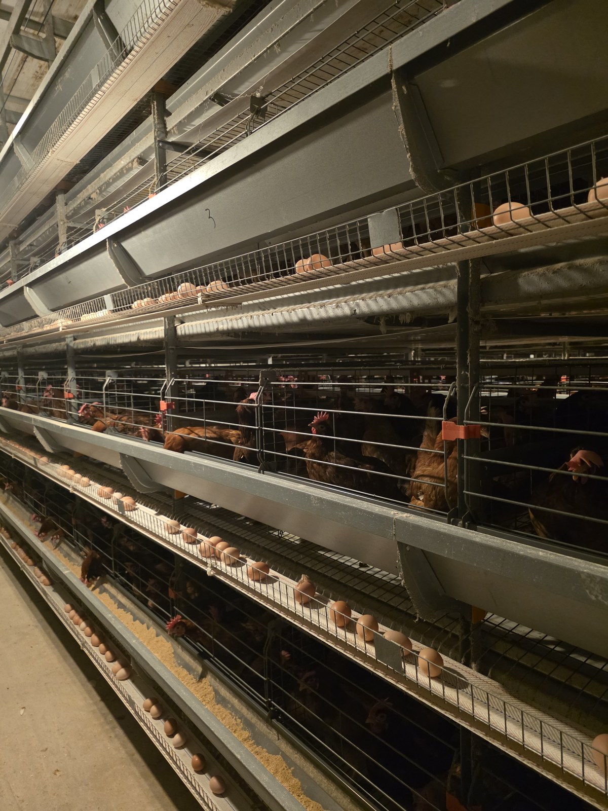 Stacked Cages and Egg Trough