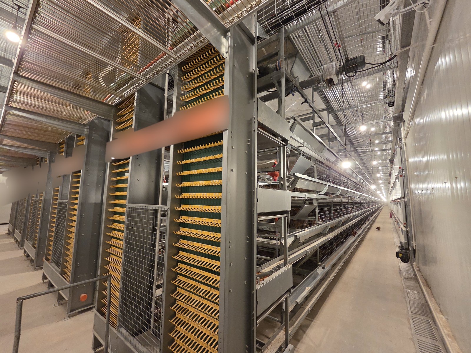 Egg Collection Trough and Conveying Line