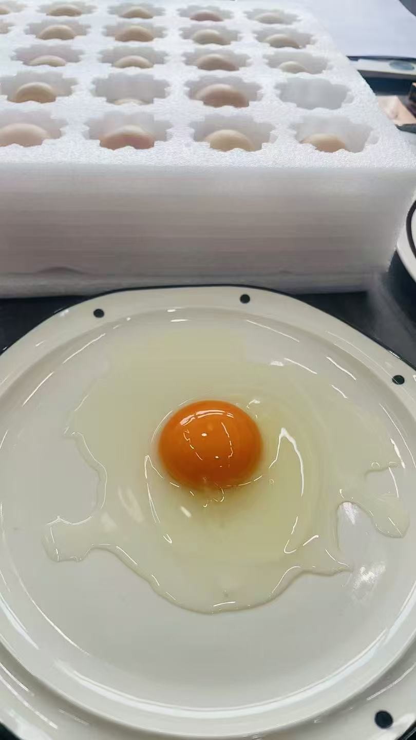Egg Quality Test (2)