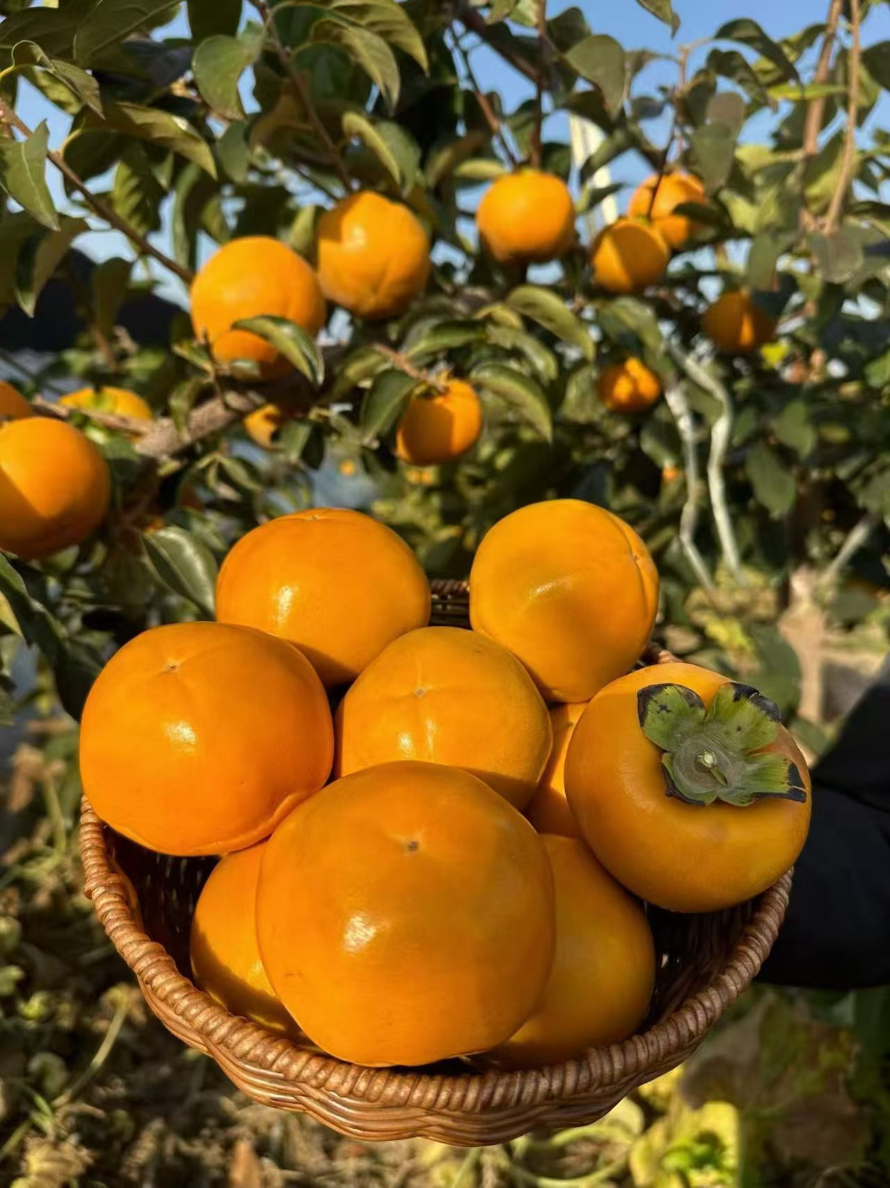 تازه چیده و ارسال می شود: در خنکای صبح زود برداشت می شود و در همان روز بسته بندی می شود و بهترین تردی را از شاخه ای به میز دیگر حفظ می کند.